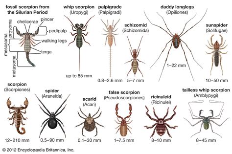 class arachnida diagram 